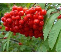 Direct Plants Pack Of 3 Sorbus Aucuparia Mountain Ash Trees 5Ft Tall Supplied In 3 Litre Pots
