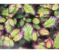 Direct Plants Parrotia Persica Bella Tree 6ft Tall Supplied in a 12 Litre Pot by Directplants in Green Direct Plants Green