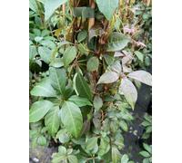 Direct Plants Parthenocissus Henryana Chinese Virginia Creeper Extra Large 3-4Ft Supplied In A 3 Litre Pot