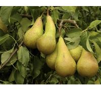 Direct Plants Pear Conference Fruit Tree 6Ft Tall Supplied In A 7.5 Litre Pot By Directplants