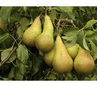 Direct Plants Pear Conference Fruit Tree 6ft Tall Supplied in a 7.5 Litre Pot by Directplants in Green Direct Plants Green