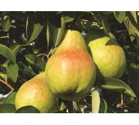 Direct Plants Pear Williams Bon Chretien Fruit Tree 6ft Tall Supplied in a 12 Litre Pot by Directplants in Yellow Direct Plants Yellow