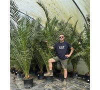 Direct Plants Phoenix Date Palm Tree 6ft Extra Large Big Chunky Plant in a Pot Direct Plants Multicolor