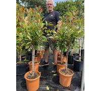 Direct Plants Photinia Red Robin Standard Tree 3Ft+ Tall Supplied In A 10 Litre Pot