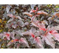 Direct Plants Physocarpus Lady in Red Shrub 5ft Tall Extra Large in a 7.5 Litre Pot Direct Plants Multicolor