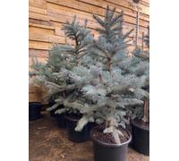 Direct Plants Picea Pungens Fat Albert, Blue Colorado Spruce Tree, 2.5Ft-3Ft Tall, Supplied In A 7.5 Litre Pot