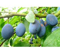 Direct Plants Plums King Of Damsons Fruit Tree 6ft Tall Supplied in a 12 Litre Pot by Directplants in Purple Direct Plants Purple