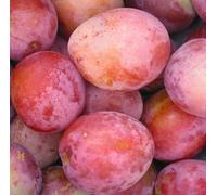 Direct Plants Plums Victoria Fruit Tree 6ft Tall Supplied in a 12 Litre Pot by Directplants in Red Direct Plants Red