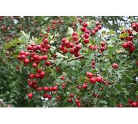 Direct Plants Polygonum Russian Vine Climbing Plants, Mile A Minute, 3-4Ft Large Plant Supplied In A 3 Litre Pot