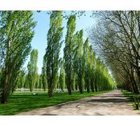 Direct Plants Populus Nigra Poplar Italica Hedging Trees, Pack of 10 3-4ft Tall in Green Direct Plants Green
