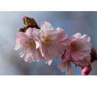 Direct Plants Prunus Accolade Cherry Blossom Tree 5-6Ft Tall In A 7.5 Litre Pot