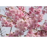Direct Plants Prunus Accolade Fragrant Japanese Cherry Tree 6ft Tall Supplied in a 12 Litre Pot by Directplants in Green Direct Plants Green