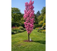 Direct Plants Prunus Amanogawa Flagpole Cherry Blossom Tree, Garden & Patio Ready, 5Ft Tall, Supplied In A 7.5 Litre Pot