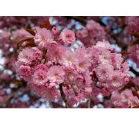 Direct Plants Prunus Asano Tree 6ft Tall Supplied in a 12 Litre Pot by Directplants in Green Direct Plants Green