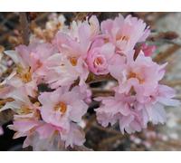 Direct Plants Prunus Autumnalis Rosea Flowering Cherry Tree 5-6ft Supplied in a 7.5 Litre Pot in Green Direct Plants Green