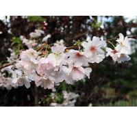 Direct Plants Prunus Autumnalis White Flowering Cherry Tree 5-6ft Supplied in a 7.5 Litre Pot in Green Direct Plants Green