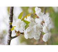 Direct Plants Prunus Avium Flore Plena Tree 6ft Tall Supplied in a 12 Litre Pot by Directplants in Green Direct Plants Green