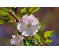 Direct Plants Prunus Beni-Yutaka Tree 6Ft Tall Supplied In A 12 Litre Pot