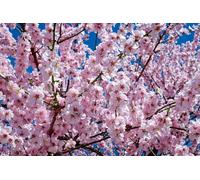 Direct Plants Prunus Beni Yutaku Japanese Flowering Cherry Tree 5-6ft Tall Supplied in a 7.5 Litre Pot in Green Direct Plants Green