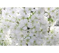 Direct Plants Prunus Brilliant White Dwarf Patio Flowering Cherry Tree 3-4ft 5L Pot Direct Plants Multicolor