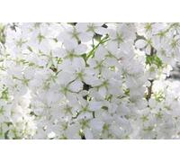Direct Plants Prunus Brilliant White Dwarf Patio Flowering Cherry Tree 3-4Ft Supplied In A 5 Litre Pot
