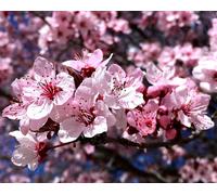 Direct Plants Prunus Cerasifera Tree 6ft Tall Supplied in a 12 Litre Pot by Directplants in Green Direct Plants Green