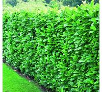 Direct Plants Prunus Cherry Laurel Hedging Plants 2.5Ft Large Pack Of 10 Supplied In 3 Litre Pots