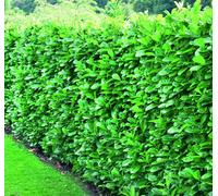 Direct Plants Prunus Cherry Laurel Hedging Plants 2.5ft Large Pack of 10 Supplied in 3 Litre Pots in Green Direct Plants Green