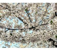Direct Plants Prunus Chocolate Ice Flowering Cherry Tree 6Ft Tall Supplied In A 12 Litre Pot By Directplants