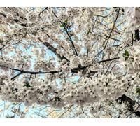 Direct Plants Prunus Chocolate Ice Flowering Cherry Tree 6ft Tall Supplied in a 12 Litre Pot by Directplants in Green Direct Plants Green