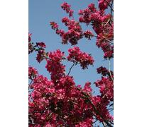 Direct Plants Prunus Collingwood Ingram Tree 6Ft Tall Supplied In A 12 Litre Pot