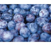 Direct Plants Prunus Czar Plum Fruit Tree 5-6Ft Supplied In A 7.5 Litre Pot