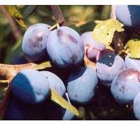 Direct Plants Prunus Damson Merryweather Plum Fruit Tree 5-6Ft Supplied In A 7.5 Litre Pot