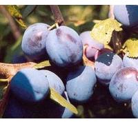 Direct Plants Prunus Damson Merryweather Plum Fruit Tree 5-6ft Supplied in a 7.5 Litre Pot - Pot - 1 - Plum