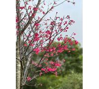 Direct Plants Prunus Felix Jury Tree 6Ft Tall Supplied In A 12 Litre Pot