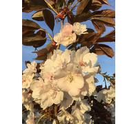 Direct Plants Prunus Fragrant Cloud Japanese Cherry Blossom Tree 6ft Tall Supplied in a 12 Litre Pot by Directplants in Green Direct Plants Green