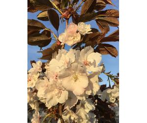 Direct Plants Prunus Fragrant Cloud Japanese Cherry Blossom Tree 6Ft Tall Supplied In A 12 Litre Pot By Directplants