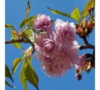 Direct Plants Prunus Kanzan Japanese Flowering Cherry Tree, 100-120Cm Tall, Garden & Patio Ready, Supplied In A 7.5 Litre Pot