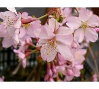 Direct Plants Prunus Kursar Flowering Tree 6Ft Tall Supplied In A 12 Litre Pot By Directplants