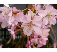 Direct Plants Prunus Kursar Flowering Tree 6ft Tall Supplied in a 12 Litre Pot by Directplants in Green Direct Plants Green