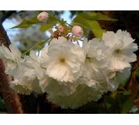 Direct Plants Prunus Longipes Blushing Bride Flowering Cherry Tree 5-6ft Supplied in a 7.5 Litre Pot in Green Direct Plants Green