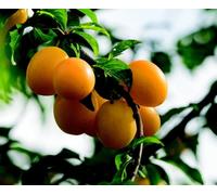 Direct Plants Prunus Mirabelle De Nancy Plum Fruit Tree 5-6Ft Supplied In A 7.5 Litre Pot