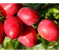 Direct Plants Prunus Mirabelle Ruby Plum Fruit Tree 5-6ft in a 7.5 Litre Pot Direct Plants Multicolor