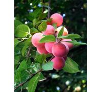 Direct Plants Prunus Mirabelle Ruby Plum Fruit Tree 5-6Ft Supplied In A 7.5 Litre Pot