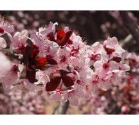 Direct Plants Prunus Nigra Cistena, Flowering Plum Tree, Garden & Patio, 100-120Cm Tall, Supplied In A 7.5 Litre Pot
