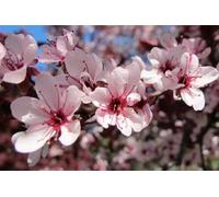 Direct Plants Prunus Nigra Cistena Patio Flowering Tree 3-4ft Supplied in a 7.5 Litre Pot - Pot - 1 - Prunus