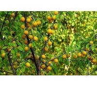 Direct Plants Prunus Oullins Golden Gage Plum Fruit Tree 5-6ft in a 7 Litre Pot Direct Plants Multicolor