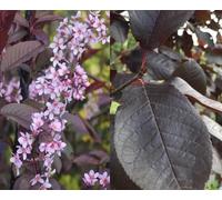 Direct Plants Prunus Padus Colorata Purple Leaf Flowering Cherry Tree 6ft Supplied in a 7.5 Litre Pot in Green Direct Plants Green