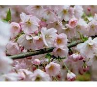 Direct Plants Prunus Pandora Pink Flowering Cherry Blossom Tree 6Ft Tall Supplied In A 12 Litre Pot By Directplants