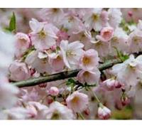 Direct Plants Prunus Pandora Pink Flowering Cherry Blossom Tree 6ft Tall Supplied in a 12 Litre Pot by Directplants in Green Direct Plants Green
